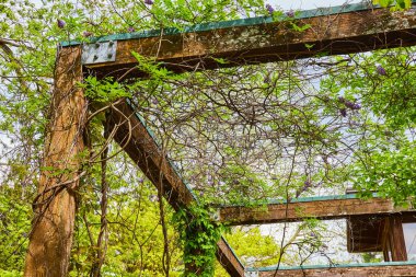 Pergola 'nın köşesinde yazın açan sarmaşık sarmaşıkları ve çiçeklerin görüntüsü