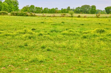 Sarı çiçekli Grassy 'nin görüntüsü ve ağaçlı çitlerle çevrili.