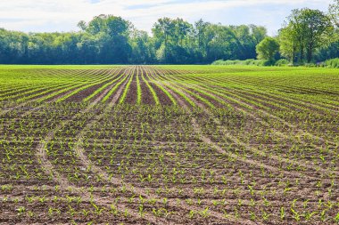 Çiftçilerin tarlasında yetişen yeşil filizlerin resmi.