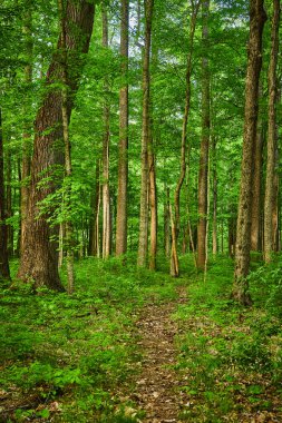 Toprak yolu, av yolu, orman yolu, yaz yeşil ağaçları, çalılıklar, bitki yaşamı, geyik patikası.