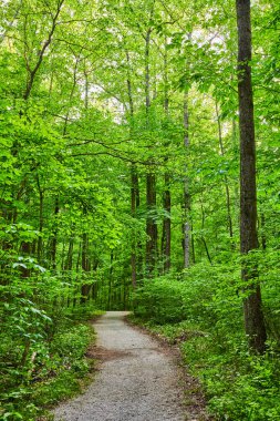 Ormanda ve ormanda büyük taş patikalı Park 'ın görüntüsü.
