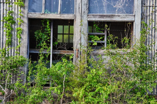 Image of Old wooden structure, abandoned, broken door, shattered windows, overgrown, barn wood