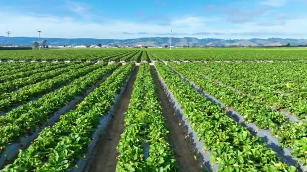 Videó Nagyon Alacsony Légi Fölött Eper Növények Gyönyörű Hegyek Távolságban — Stock videók