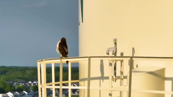 Video Young Red Tailed Hawk Video Udara Pada Menara Air — Stok Video