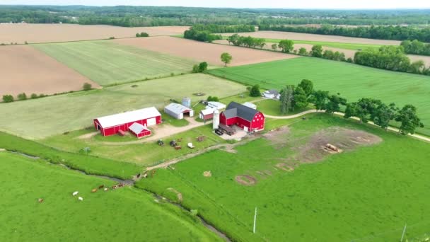 Video Orbit Aerial Video Farm Cows Coming Green Pasture Surrounding — Stock Video