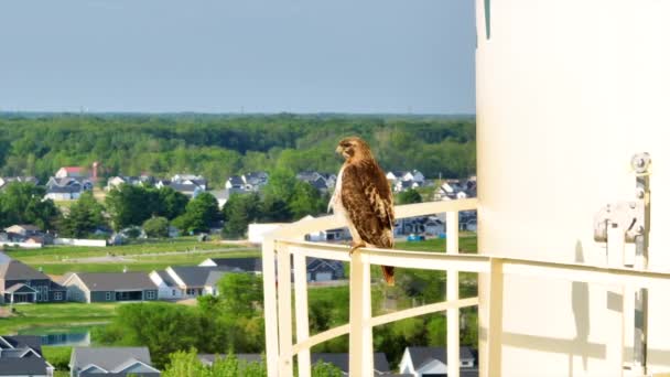 Video Close Young Red Tailed Hawk Perched Water Tower Railing — Stok Video