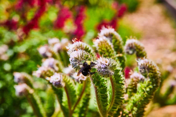 Minik Yaban Arısının Sulu Çiçek Makrosunun Tepesindeki Tozlaşmasının Resmi — Stok fotoğraf
