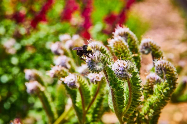 Afbeelding Van Bijenbestuiving Kleine Sappige Bloem Macro — Stockfoto