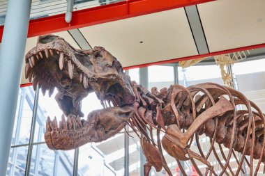 Bilim Akademisi 'nin Byers Lobisi' nde duran Tyrannosaurus Rex iskeletinin resmi