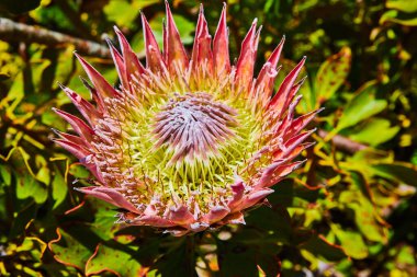 Dikenli pembe taçyapraklı, cılız sarı ve mor kaplamalı çiçek resmi