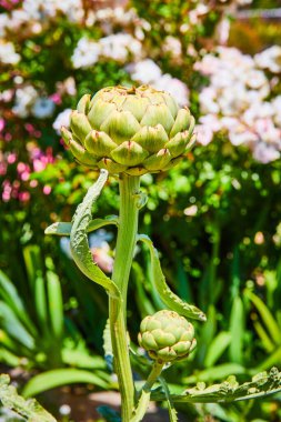 Bulanık arkaplanda beyaz ve pembe çiçekli uzun yeşil sulu bir görüntü