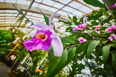 Parlak mor orkideler ve bulanık yeşil konservatuar arka planının Makro görünümü