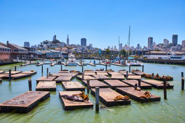 Rıhtım 39 'da güneşlenen deniz aslanlarının San Francisco şehir merkezindeki gökdelenleri.