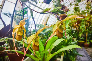 Fasulye şekilli etobur sürahi bitkisinin görüntüsü