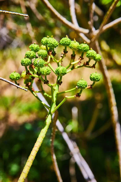 小さな木やブロッコリーの芽のように見える小さな突起を持つブランチのイメージ — ストック写真