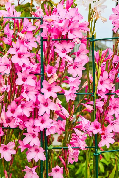 Imagem Fechar Vista Flores Rosa Brilhante Lindo Apinhamento Cerca Jardim — Fotografia de Stock