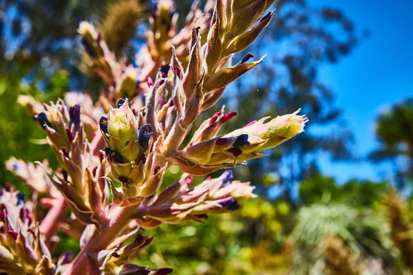 Bild Von Nahaufnahme Einer Aufkeimenden Pflanze Mit Kleinen Lila Und — Stockfoto