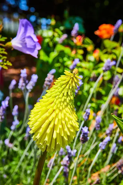 Obraz Bliska Żółty Kwiat Rośnie Góry Nogami Kolorowymi Kwiatami Tle — Zdjęcie stockowe