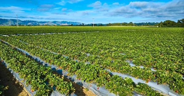 Bild Der Luft Wunderschöne Erdbeerfelder Einem Sonnigen Tag Mit Blauem — Stockfoto