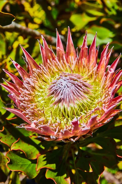 Obraz King Protea Różowy Kwiat Żółtym Różowym Widokiem Wnętrza Makro — Zdjęcie stockowe