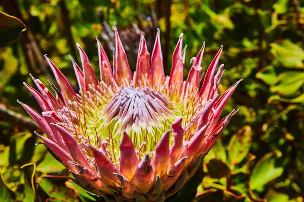 Kép Makró Kilátás Király Protea Tüskés Rózsaszín Virágszirmok Gerezd Sárga — Stock Fotó