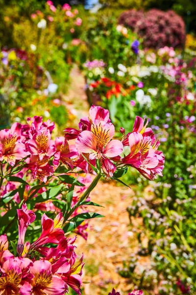 Bild Von Nahaufnahme Von Rosa Blumen Mit Gelben Zentren Über — Stockfoto