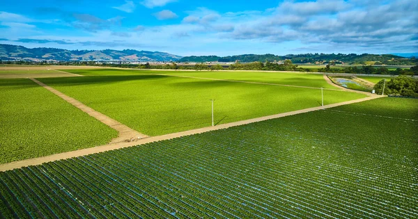 Bild Von Saftig Grünem Ackerland Mit Dunkelgrünen Und Hellgrünen Erdbeeren — Stockfoto