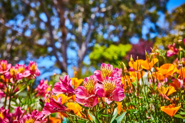 Image of Close of up glorious sunny day with pink and orange flowers with blurry trees and brilliant blue sky