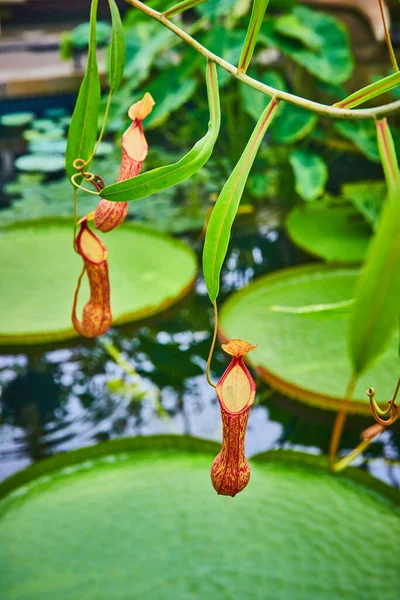 Büyük Sivri Uçlu Nilüferlerin Üzerinden Sarkan Küçük Sürahi Bitkilerinin Görüntüsü — Stok fotoğraf