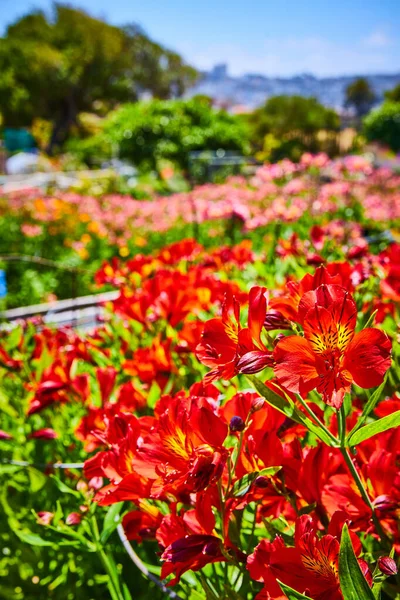 Bild Närbild Vackra Röda Blommor Med Fält Blommor Bakom Den — Stockfoto