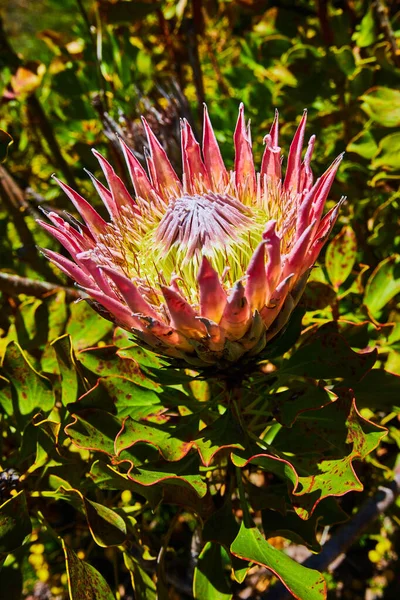 Bild Närbild Kung Protea Blomma Med Blad Och Taggiga Rosa — Stockfoto