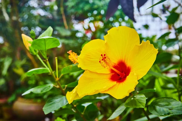 Obraz Makro Widok Żywy Żółty Kwiat Czerwonym Centrum Rozmazane Rośliny — Zdjęcie stockowe