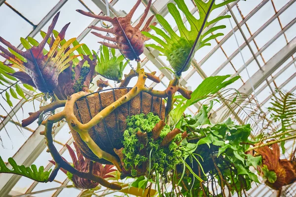 천장을 이국적인 식물의 이미지 — 스톡 사진