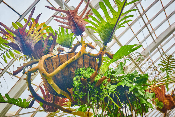 Image of Exotic hanging plants with greenhouse ceiling