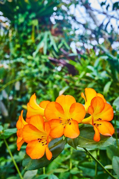 Imagen Flores Anaranjadas Vibrantes Cerca Con Toque Amarillo Pétalos Plantas — Foto de Stock