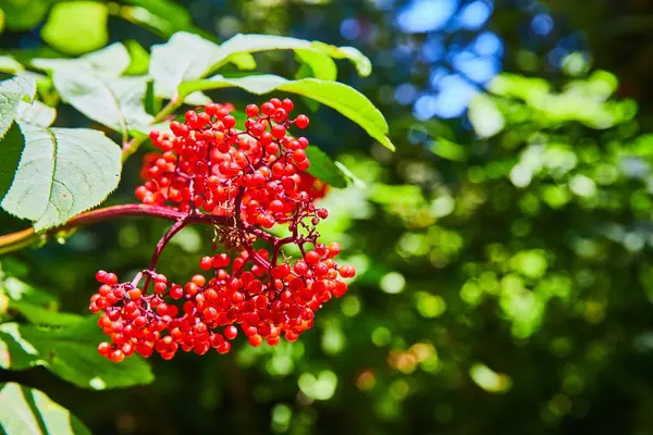 Image Red Berries Bright Summer Sun Vibrant Green Leaves Blurry — Stock Photo, Image