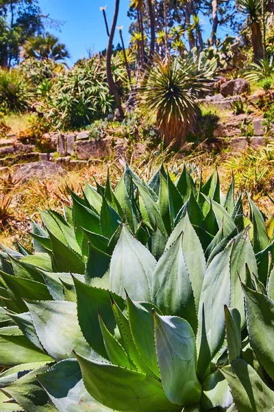 Image Agave Plant Close Hill Other Succulents — Stock Photo, Image