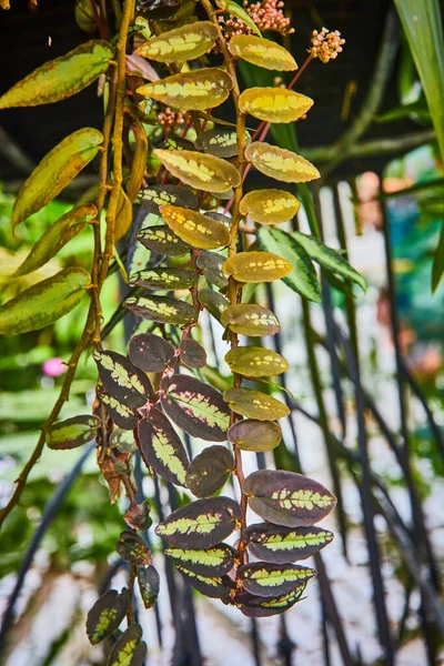 갈색과 노란색 포도나무의 이미지 — 스톡 사진