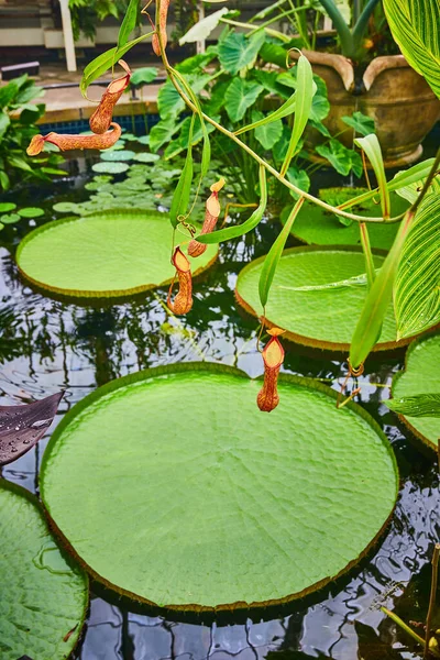Büyük Sivri Uçlu Nilüferlerin Üzerinde Sallanan Küçük Sürahi Bitkilerinin Görüntüsü — Stok fotoğraf