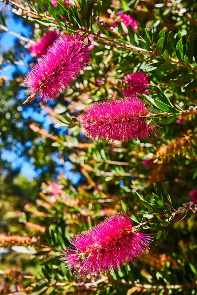 Bild Von Wunderschönen Magenta Blumen Blüht Einem Strahlenden Sommertag Mit — Stockfoto