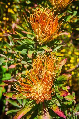 Sarı fırıldak çiçeklerinin altın filizlerle açtığı aşağı doğru yakın görüntü