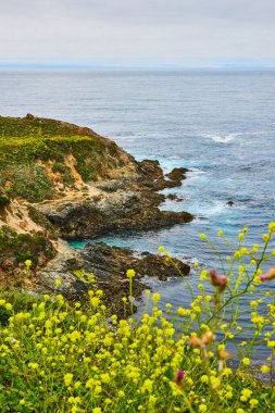Kıyı şeridine bakan sarı kır çiçeklerinin görüntüsü. Çarpan dalgalar ve uzak mavi gökyüzü.