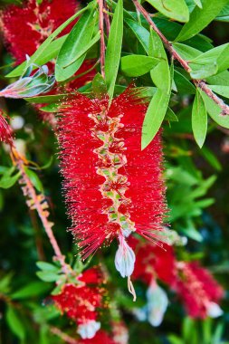 Ağlayan kırmızı tüyleri ve küçük sarı uçlarıyla şişe fırçası ağacının görüntüsü