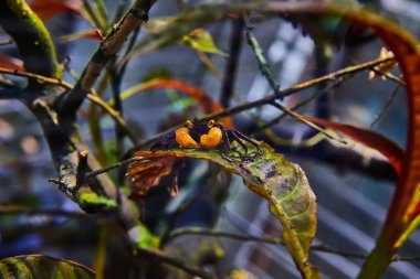 Mor vücutlu yengeç resmi, sarı pençeli ve gözleri teraryumdaki yaprağın üzerinde ürpertici bir şekilde duruyor.