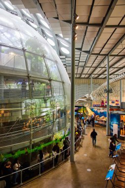 Uzak balina iskeleti sergisiyle Yağmur Ormanları 'nın biyoloji kubbesinde yürüyen insanların resmi