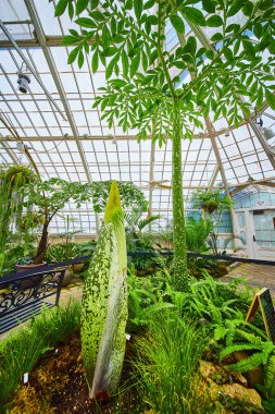 Çiçek konservatuarında tomurcuğu olan çiçek desenli ceset resmi