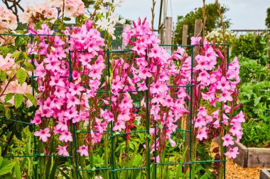 Parlak ve muhteşem pembe çiçeklerin yeşil çitlerle çevrili görüntüsü.