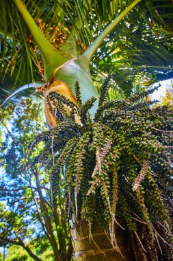Rhopalostylis sapida ağacı, ağaç gövdesinin üst dallarının yanında tuhaf meyveler taşıyor.