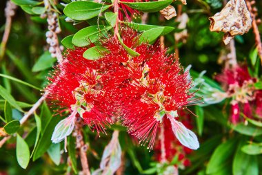 Çiçekli kırmızı tüyleri ve küçük sarı uçlarıyla ağlayan Macro şişe fırçası resmi
