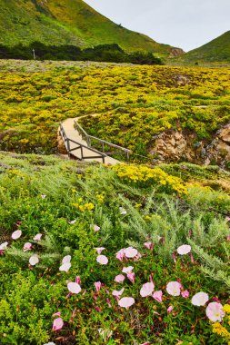 Tepenin yamacında, tahta köprü yolu ve uzak dağları olan güzel mor ve sarı çiçekler.